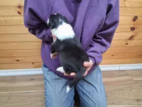 Rocky, a male Border Collie for sale in Lancing, TN – Photo 5 of 10