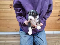 Rocky, a male Border Collie for sale in Lancing, TN – Photo 6 of 10