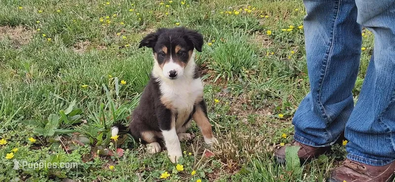 Rocky, a male Border Collie for sale in Lancing, TN – Photo 1 of 10