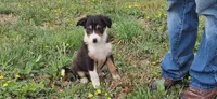 Rocky, a male Border Collie for sale in Lancing, TN – Photo 1 of 10
