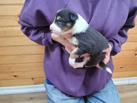 Rocky, a male Border Collie for sale in Lancing, TN – Photo 4 of 10