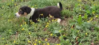 Rocky, a male Border Collie for sale in Lancing, TN – Photo 4 of 10