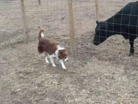 Rocky, a male Border Collie for sale in Lancing, TN – Photo 7 of 10