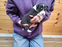 Rocky, a male Border Collie for sale in Lancing, TN – Photo 3 of 10