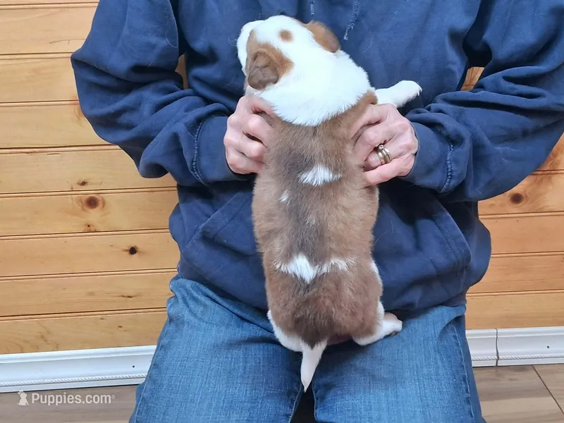 Merlin – Border Collie puppy for sale in Lancing, TN