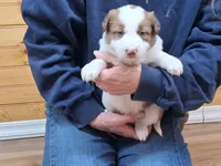 Merlin, a male Border Collie for sale in Lancing, TN – Photo 2 of 9