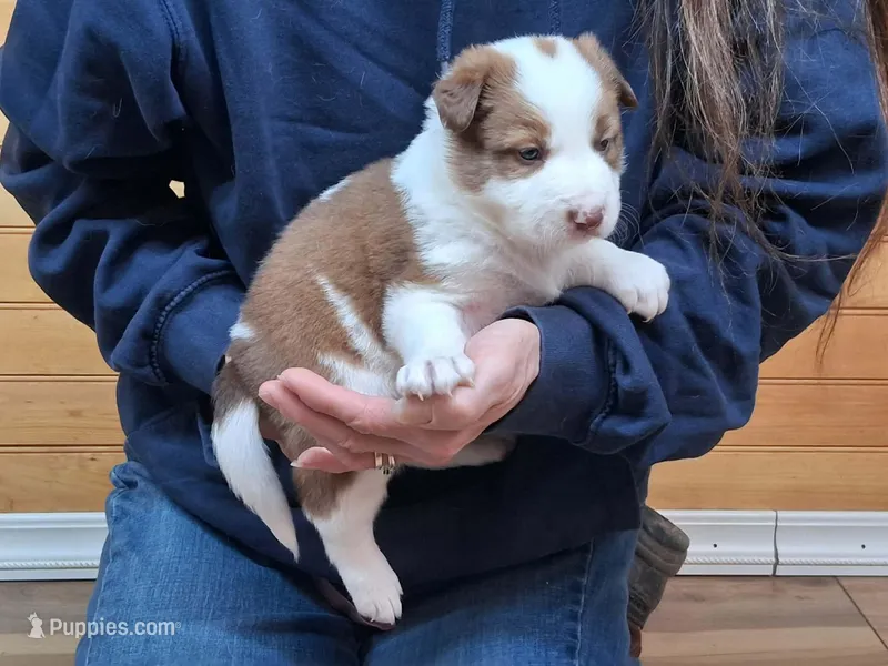 Merlin – Border Collie puppy for sale in Lancing, TN