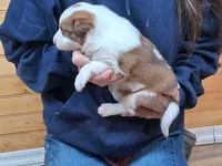 Merlin, a male Border Collie for sale in Lancing, TN – Photo 3 of 9