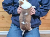 Merlin, a male Border Collie for sale in Lancing, TN – Photo 5 of 9