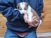 Merlin, a male Border Collie for sale in Lancing, TN – Photo 4 of 9