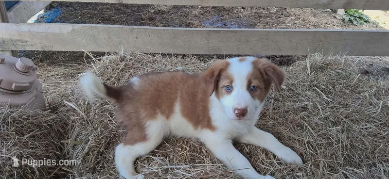 Merlin, a male Border Collie for sale in Lancing, TN – Photo 1 of 10