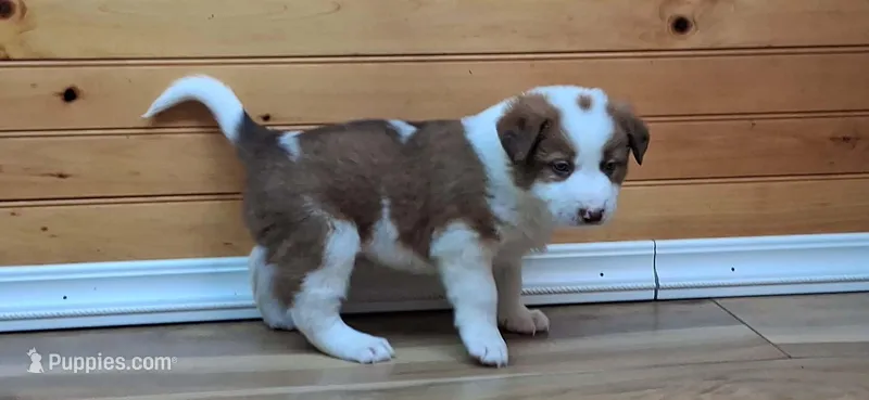 Merlin – Border Collie puppy for sale in Lancing, TN