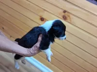 Bandit, a male Border Collie for sale in Lancing, TN – Photo 8 of 10