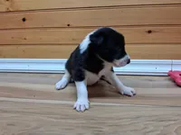 Bandit, a male Border Collie for sale in Lancing, TN – Photo 4 of 10