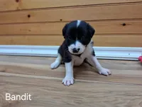 Bandit, a male Border Collie for sale in Lancing, TN – Photo 2 of 10