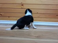 Bandit, a male Border Collie for sale in Lancing, TN – Photo 6 of 10