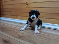 Bandit, a male Border Collie for sale in Lancing, TN – Photo 5 of 10