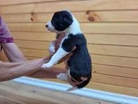 Bandit, a male Border Collie for sale in Lancing, TN – Photo 7 of 10