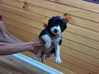 Bandit, a male Border Collie for sale in Lancing, TN – Photo 1 of 10