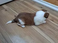 Romeo, a male Border Collie for sale in Lancing, TN – Photo 3 of 10