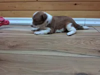 Romeo, a male Border Collie for sale in Lancing, TN – Photo 5 of 10