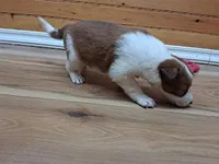 Romeo, a male Border Collie for sale in Lancing, TN – Photo 2 of 10