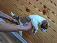 Romeo, a male Border Collie for sale in Lancing, TN – Photo 7 of 10