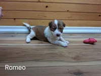 Romeo, a male Border Collie for sale in Lancing, TN – Photo 4 of 10