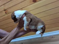 Romeo, a male Border Collie for sale in Lancing, TN – Photo 8 of 10