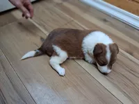 Romeo, a male Border Collie for sale in Lancing, TN – Photo 6 of 10