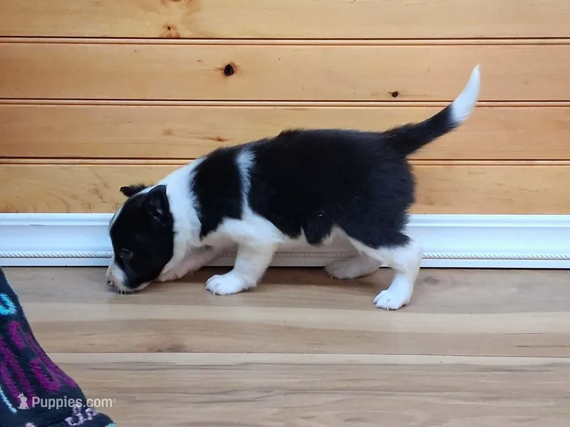 Bonnie, a female Border Collie for sale in Lancing, TN – Photo 1 of 10