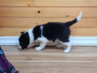 Bonnie, a female Border Collie for sale in Lancing, TN – Photo 1 of 10