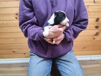 Bonnie, a female Border Collie for sale in Lancing, TN – Photo 2 of 10