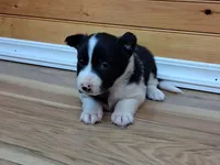 Bonnie, a female Border Collie for sale in Lancing, TN – Photo 3 of 10