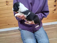 Bonnie, a female Border Collie for sale in Lancing, TN – Photo 5 of 10