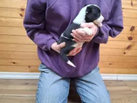 Bonnie, a female Border Collie for sale in Lancing, TN – Photo 4 of 10