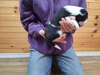 Bonnie, a female Border Collie for sale in Lancing, TN – Photo 3 of 10