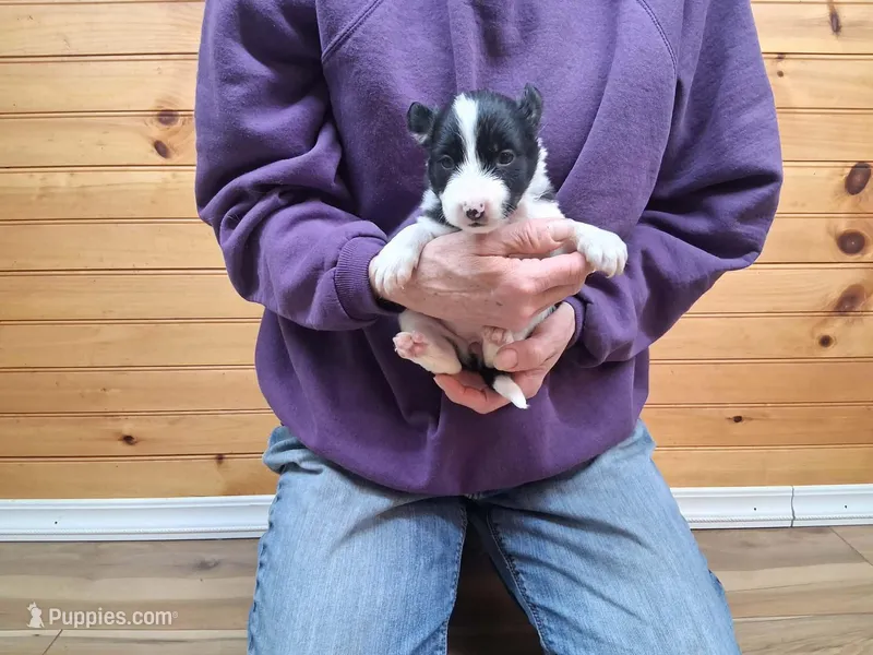 Bonnie – Border Collie puppy for sale in Lancing, TN