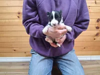Bonnie, a female Border Collie for sale in Lancing, TN – Photo 1 of 10