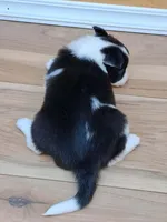 Bonnie, a female Border Collie for sale in Lancing, TN – Photo 5 of 10