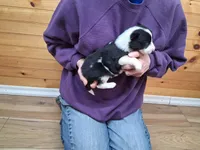 Bonnie, a female Border Collie for sale in Lancing, TN – Photo 6 of 10