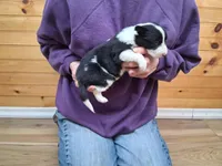 Bonnie, a female Border Collie for sale in Lancing, TN – Photo 7 of 10