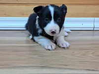 Bonnie, a female Border Collie for sale in Lancing, TN – Photo 2 of 10