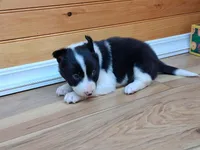 Bonnie, a female Border Collie for sale in Lancing, TN – Photo 4 of 10