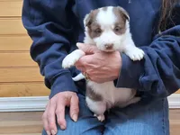 Destiny, a female Border Collie for sale in Lancing, TN – Photo 2 of 10