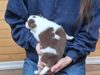 Destiny, a female Border Collie for sale in Lancing, TN – Photo 4 of 10