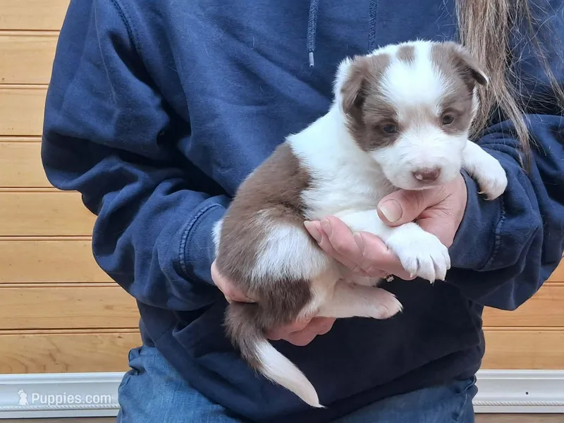 Destiny, a female Border Collie for sale in Lancing, TN – Photo 1 of 10