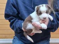Destiny, a female Border Collie for sale in Lancing, TN – Photo 1 of 10