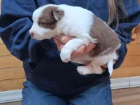 Destiny, a female Border Collie for sale in Lancing, TN – Photo 5 of 10