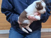 Destiny, a female Border Collie for sale in Lancing, TN – Photo 3 of 10